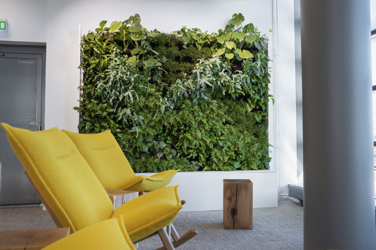 Greenwall behind yellow rocking chairs in an office.